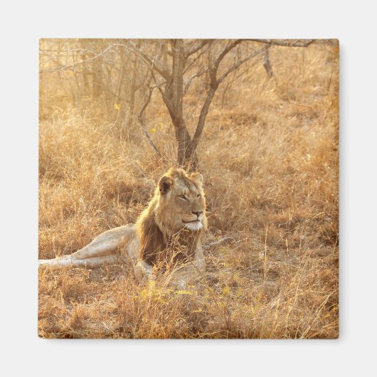 Lion Magnet (Vorne)