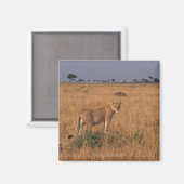 Lion Magnet (Vorderseite/Rückseite)