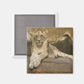 Lion Magnet (Vorderseite/Rückseite)