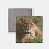 Lion Magnet (Vorderseite/Rückseite)