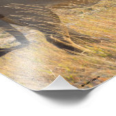 LION MALE FOTODRUCK (Ecke)