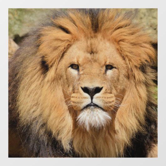 LION MALE GLASS FENSTER FENSTERAUFKLEBER (Blatt)