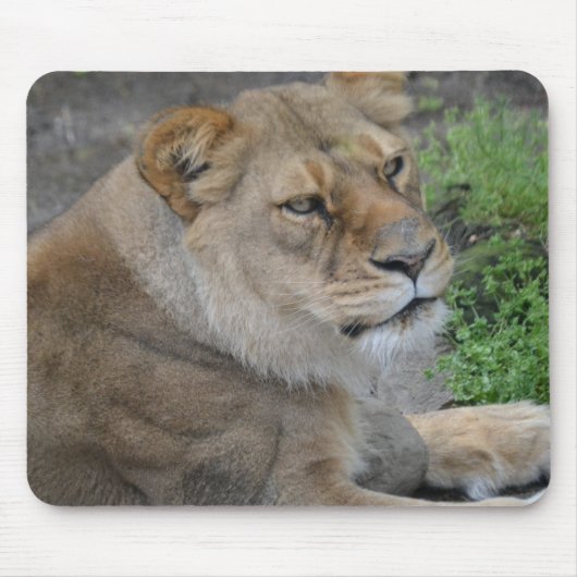 Lion Mousepad (Vorne)