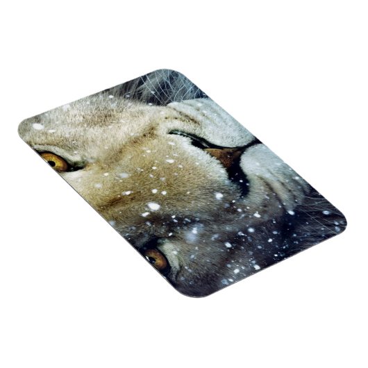 Lion of Judah - Rastafara - Reggae Rasta Magnet (Rechte Seite)