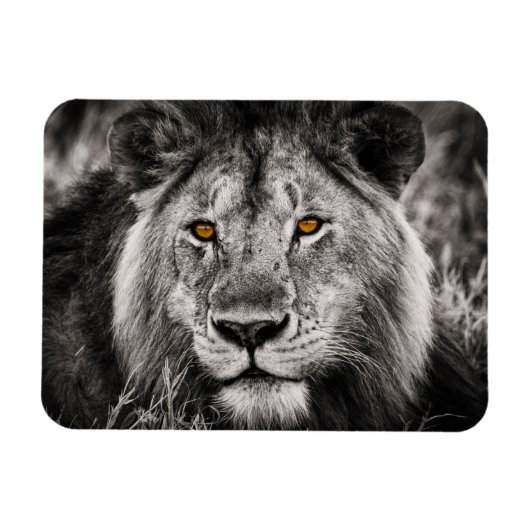 Lion of Judah - Rastafara - Reggae Rasta Magnet (Horizontal)