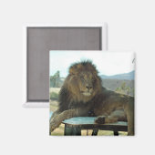 Lion on Car Magnet (Vorderseite/Rückseite)