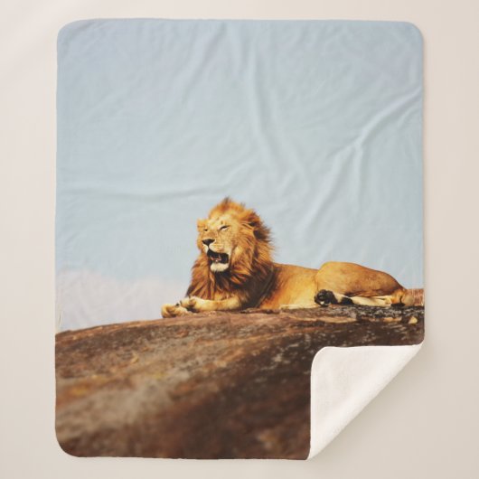 LION ON GROUND DURING DAYTIME SHERPADECKE (Vorderseite)