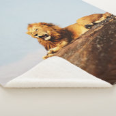 LION ON GROUND DURING DAYTIME SHERPADECKE (3/4)