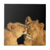 Lion Pair Tile (oder in Keepake Box umwandeln) Fliese (Vorderseite)
