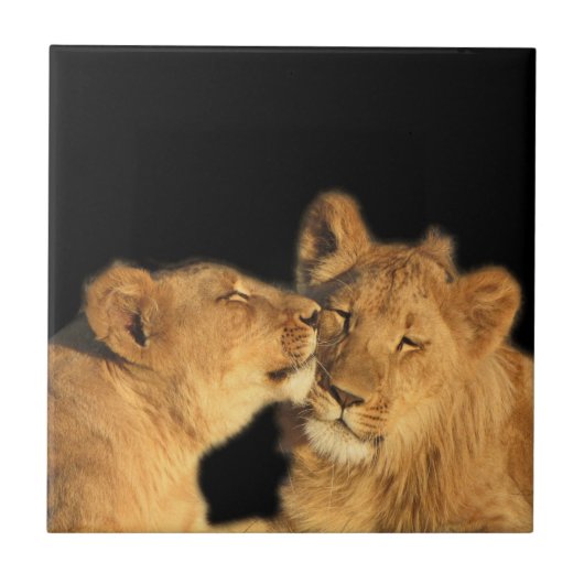 Lion Pair Tile (oder in Keepake Box umwandeln) Fliese (Vorderseite)