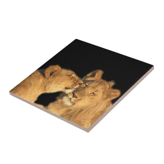 Lion Pair Tile (oder in Keepake Box umwandeln) Fliese (Seite)