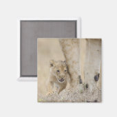 Lion (Panthera leo) cub mit den Füßen der Mütter, Magnet (Vorderseite/Rückseite)