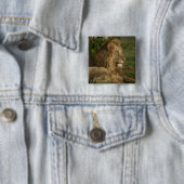 Lion, Panthera leo, Lower Mara, Masai Mara GR, Button (Beispiel)