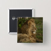 Lion, Panthera leo, Lower Mara, Masai Mara GR, Button (Vorne & Hinten)