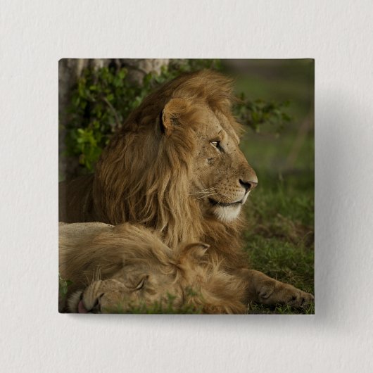 Lion, Panthera leo, Lower Mara, Masai Mara GR, Button (Vorderseite)