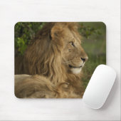 Lion, Panthera leo, Lower Mara, Masai Mara GR, Mousepad (Mit Mouse)