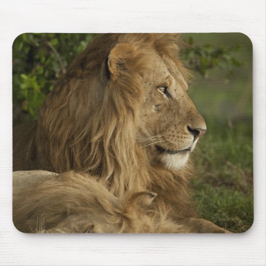 Lion, Panthera leo, Lower Mara, Masai Mara GR, Mousepad (Vorne)