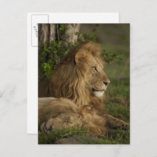 Lion, Panthera leo, Lower Mara, Masai Mara GR, Postkarte (Vorne/Hinten)