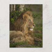 Lion, Panthera leo, Lower Mara, Masai Mara GR, Postkarte (Vorderseite)
