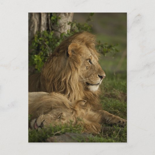 Lion, Panthera leo, Lower Mara, Masai Mara GR, Postkarte (Vorderseite)