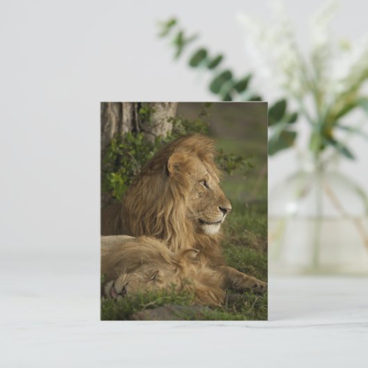 Lion, Panthera leo, Lower Mara, Masai Mara GR, Postkarte (Stehend Vorderseite)