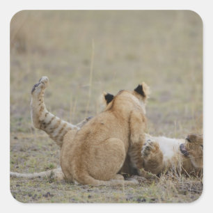Lion (Panthera leo) Naben im Gras, Masai Quadratischer Aufkleber