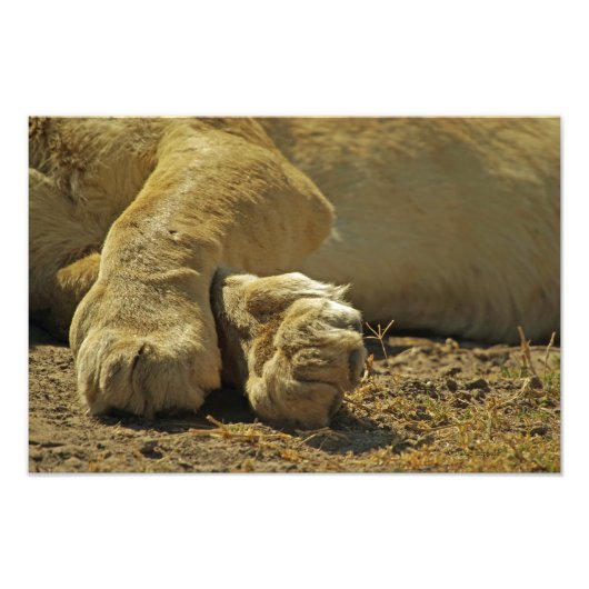 Lion Paws Fotodruck (Vorne)