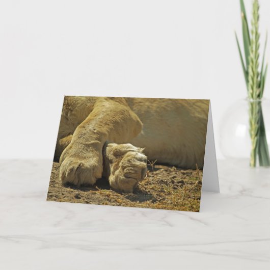 Lion Paws Karte (Vorderseite)