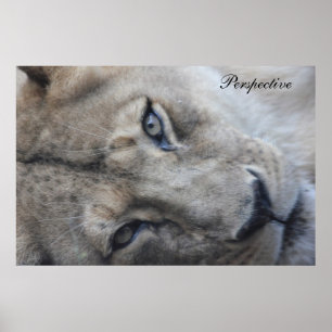 Lion Perspective Poster