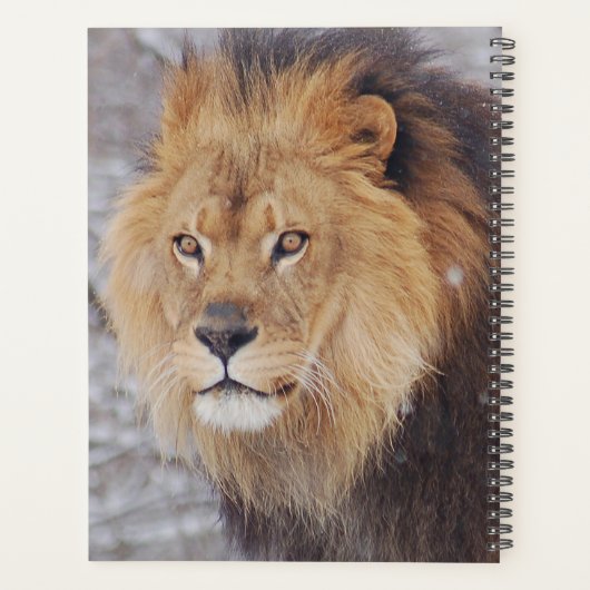 Lion Planer (Rückseite)