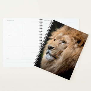Lion Planer