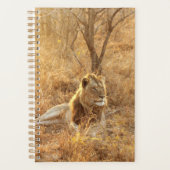 Lion Planer (Vorderseite)