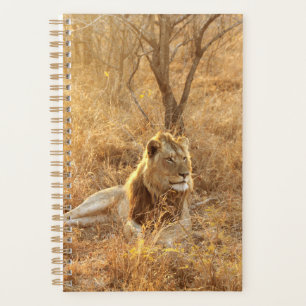 Lion Planer