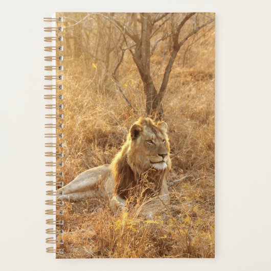 Lion Planer (Vorderseite)