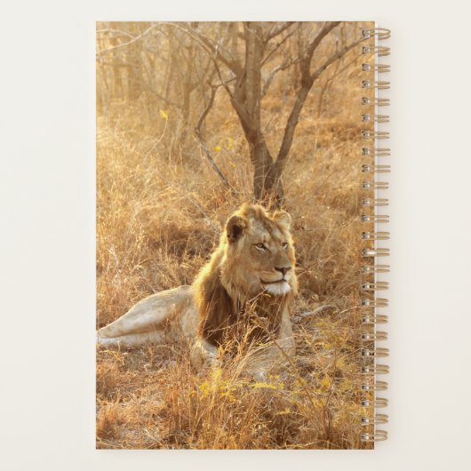 Lion Planer (Rückseite)