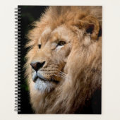 Lion Planer (Vorderseite)