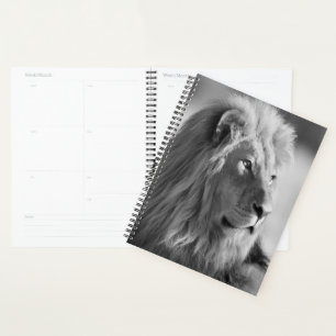 Lion Planer