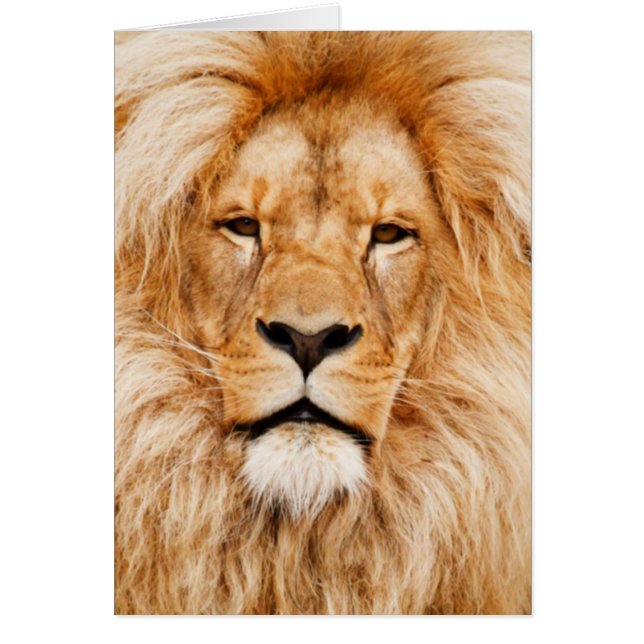 Lion Portrait (Vorne)