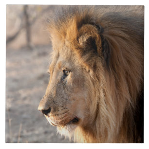 Lion Portrait Fliese