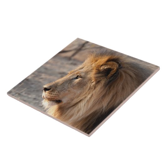Lion Portrait Fliese (Seite)