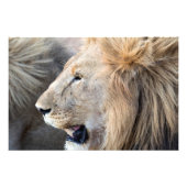 Lion Portrait Fotodruck (Vorne)