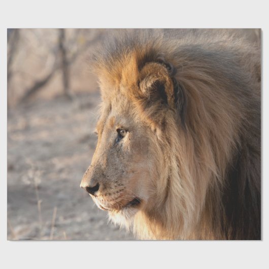 Lion Portrait Geschenkpapier (Flach)