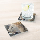 Lion Portrait Glasuntersetzer (Schrägansicht)