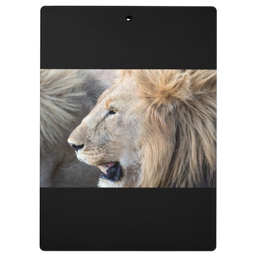 Lion Portrait Klemmbrett (Rückseite)