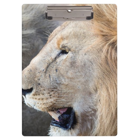 Lion Portrait Klemmbrett (Vorderseite)
