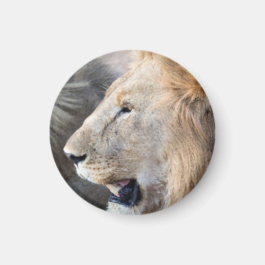 Lion Portrait Magnet (Vorne)