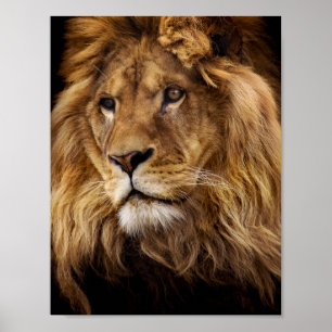 Lion-Portrait Poster