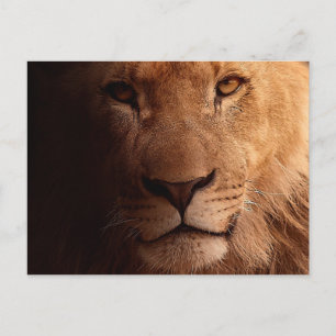 Lion Portrait Postkarte