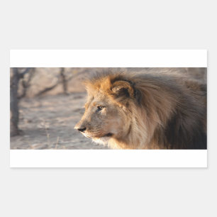 Lion Portrait Rechteckiger Aufkleber