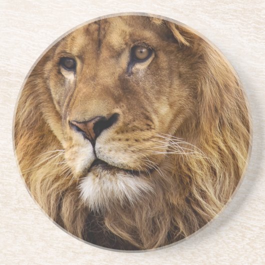 Lion-Portrait Sandstein Untersetzer (Vorne)